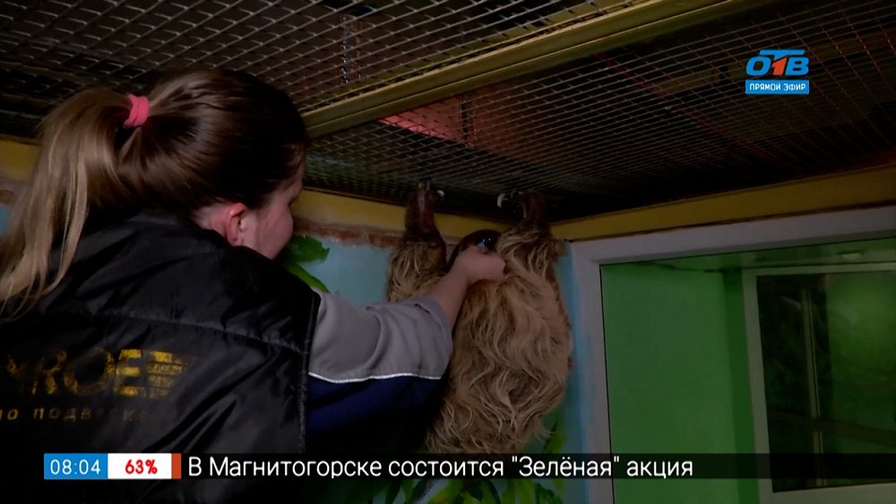 Живой репортаж — Как живут ленивцы в челябинском зоопарке