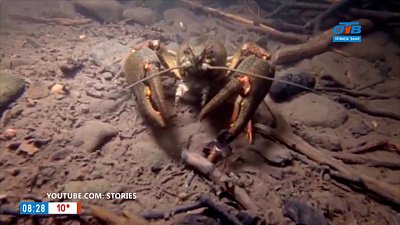 Добавь обороты — Фразеологизм «где раки зимуют»