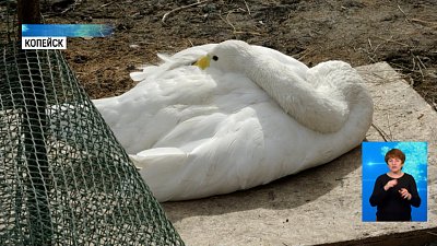 На пруду копейского храма поселились лебеди