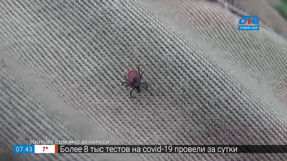 Сюжет «Осторожно, клещи!»