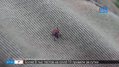 Сюжет «Осторожно, клещи!»