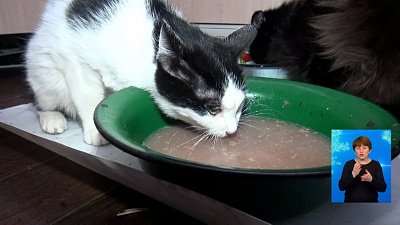 Неранодушные спасли кошек из заточения