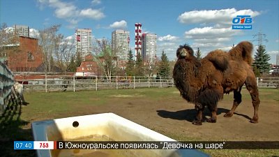 Живой репортаж — Как живёт верблюд