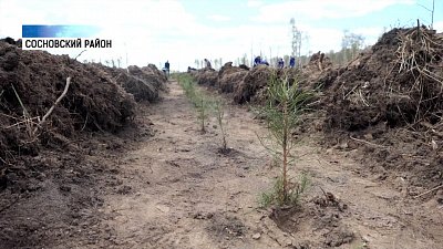 7 тысяч сосен высадили под Челябинском