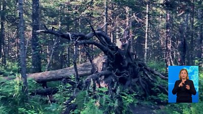 В горах найдены останки туриста