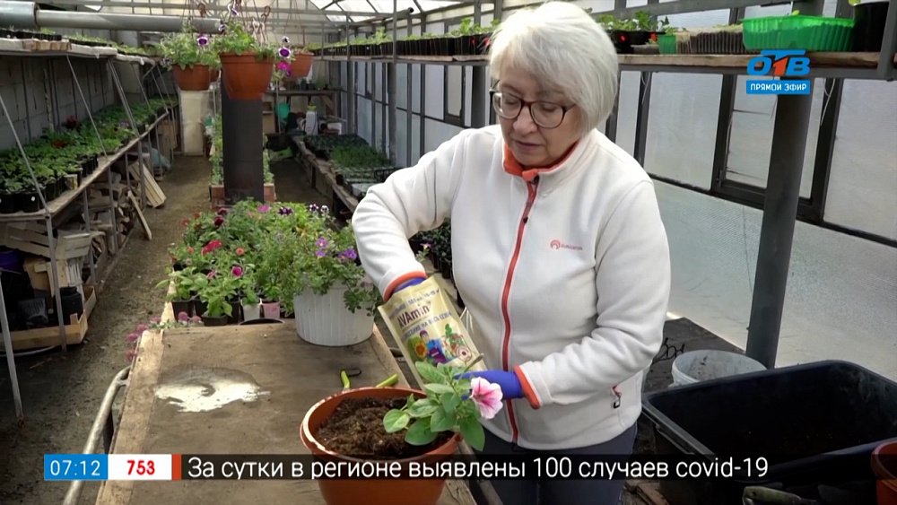 Руки садовода — Как правильно высаживать петунии