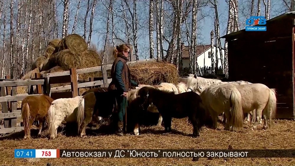 Сюжет «Пониферма»