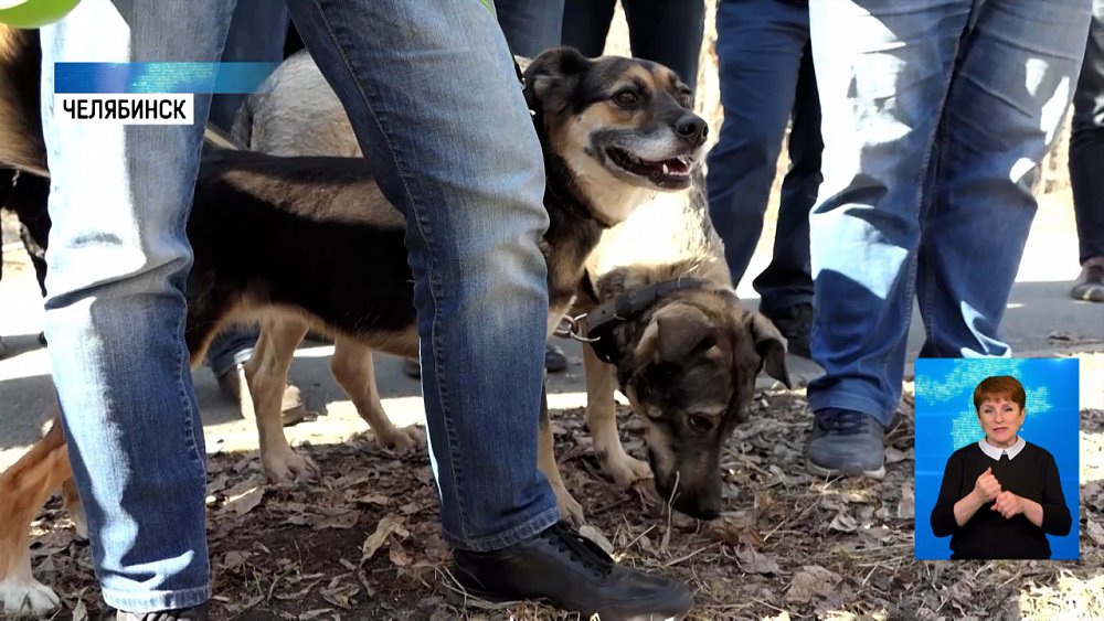 Построят новые площадки для выгула собак