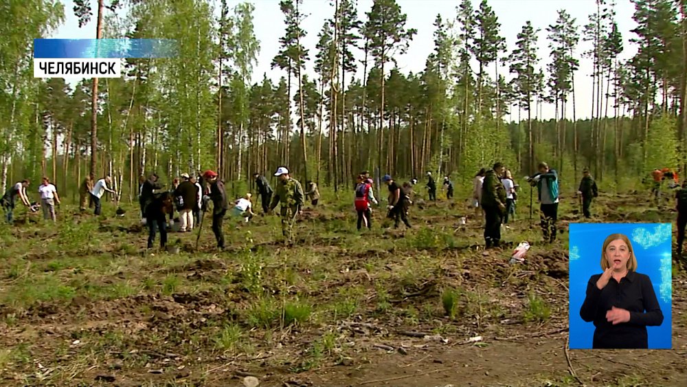 В городском бору высадили 20 тысяч саженцев