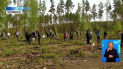В городском бору высадили 20 тысяч саженцев