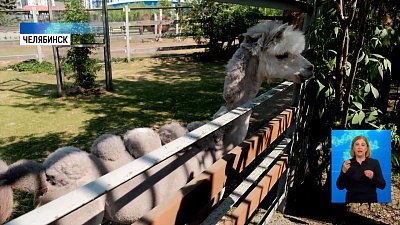У альпаки из зоопарка новая стрижка