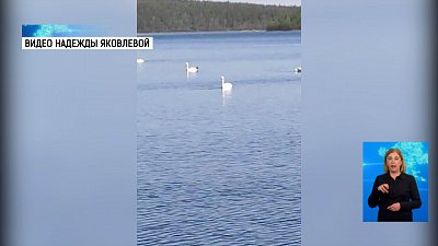 Лебеди принимают водные процедуры