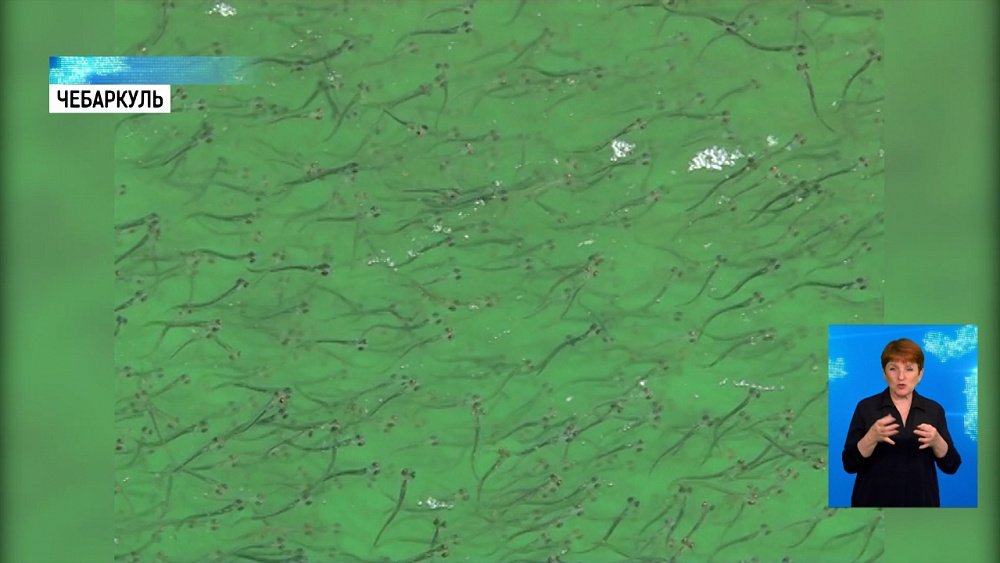 Озеро Чебаркуль зарыбляют