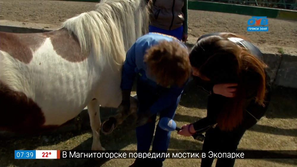 Живой репортаж — Как чистят копыта лошадям