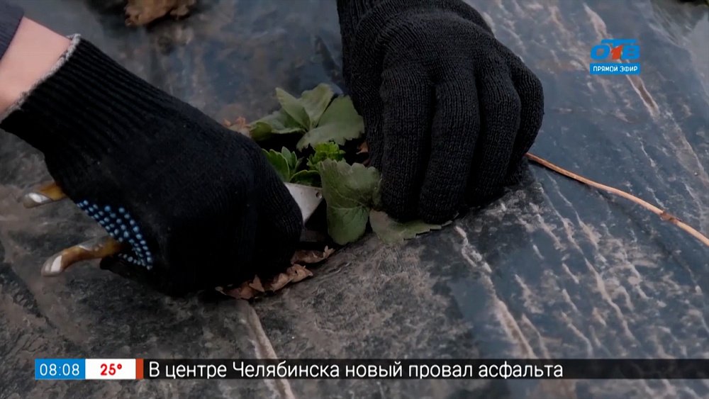 Руки садовода — Весенний уход за земляникой