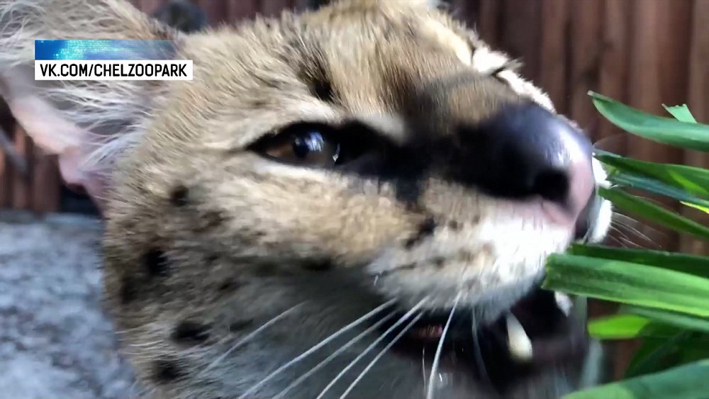 Приятная зоотерапия