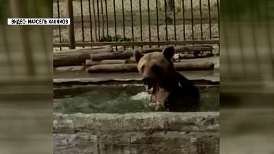 Медведь из зоопарка спасается от жары