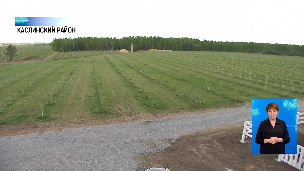 В регионе возрождают промышленные сады