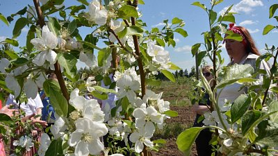 В Челябинской области развивают промышленное садоводство
