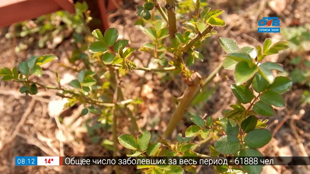 Руки садовода — как разбудить розу весной!