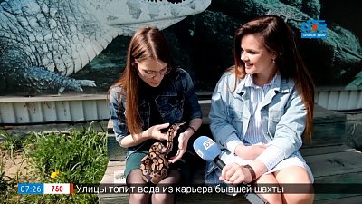 Живой репортаж — как выглядит паспорт королевского питона