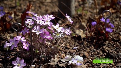 Зеленая передача 20.05.2021