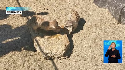 Как животных спасают от жары