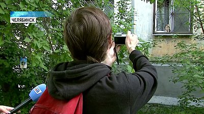 Челябинец фотографирует кошек в окошках