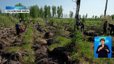 «Мечел» высаживает тысячи саженцев сосны