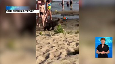 В Чебаркуле медведя привели купаться на пляж