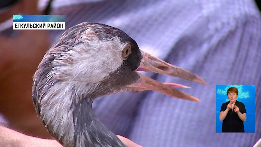 Зооволонтеры выпустили животных на волю