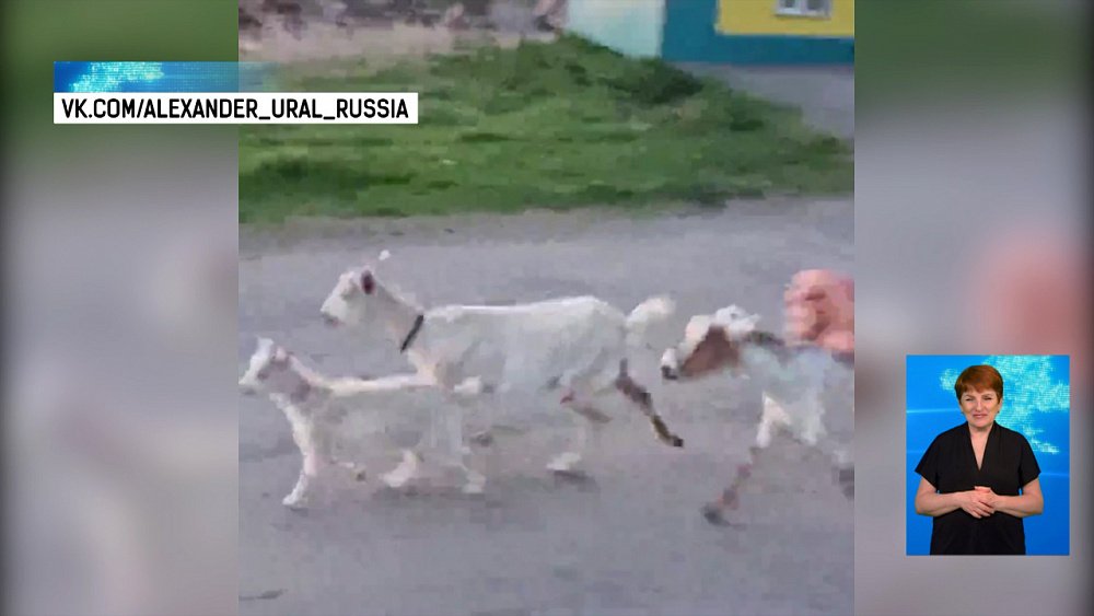 Козы вышли на вечернюю пробежку