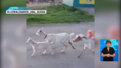 Козы вышли на вечернюю пробежку