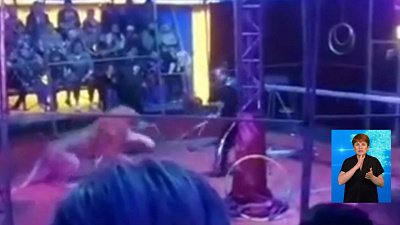 Две львицы напали на дрессировщика Две львицы напали на дрессировщика