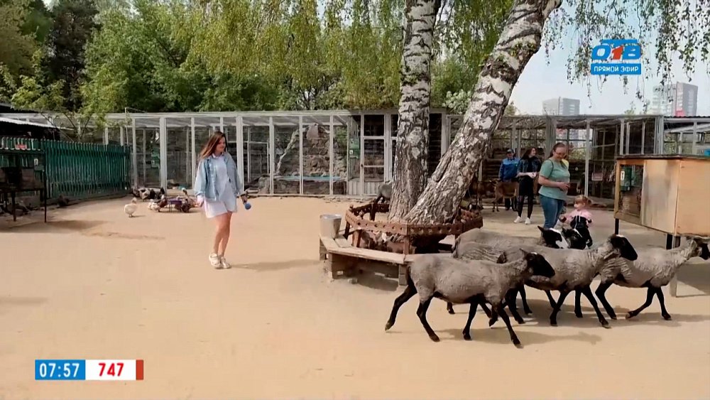 Живой репортаж — козлята на прогулке Живой репортаж — козлята на прогулке