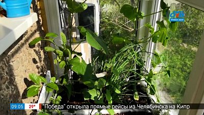 Руки садовода — урбанистический огород или огурцы в квартире Руки садовода — урбанистический огород или огурцы в квартире