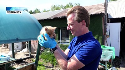 В Челябинске спасают лисенка