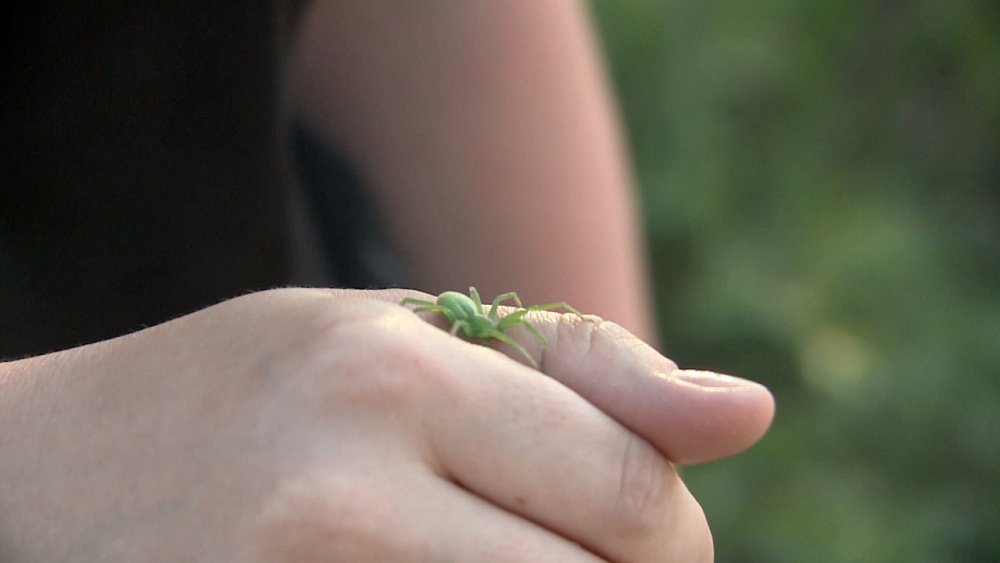Жители машгородка обнаружили экзотического паука