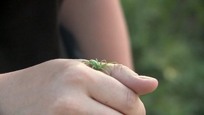 Жители машгородка обнаружили экзотического паука