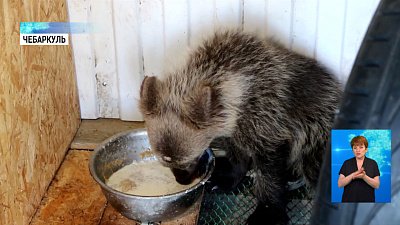 Житель Чебаркуля держит в доме медведя