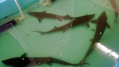 Туристов приглашают в шоп-туры по деревням Челябинской области