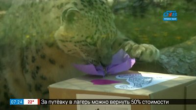 Живой репортаж — в гостях у снежного барса Ермака Живой репортаж — в гостях у снежного барса Ермака