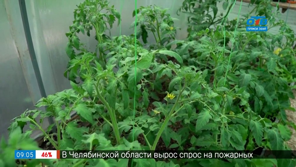 Руки садовода — как спасти будущий урожай от жары