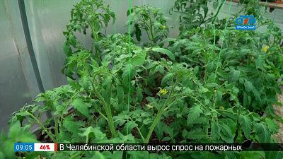 Руки садовода — как спасти будущий урожай от жары