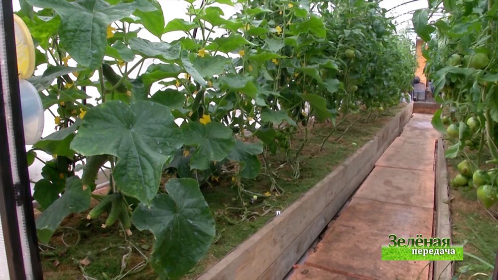 Зеленая передача 27.05.2021