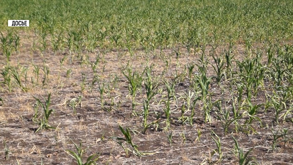 Сельскохозяйственный налог снизят вдвое