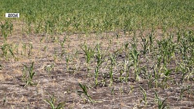 Сельскохозяйственный налог снизят вдвое