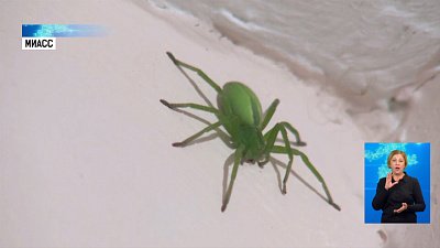 В Миассе нашли необычного паука