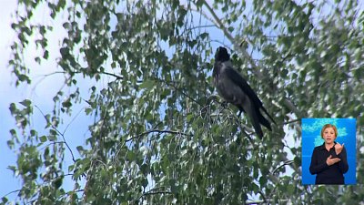 Вороны атаковали детский сад Вороны атаковали детский сад