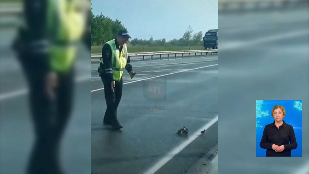 Автоинспектор и водитель спасли утят